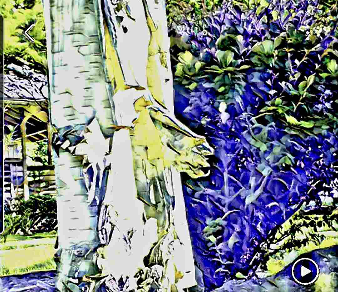 Jacqueline artwork